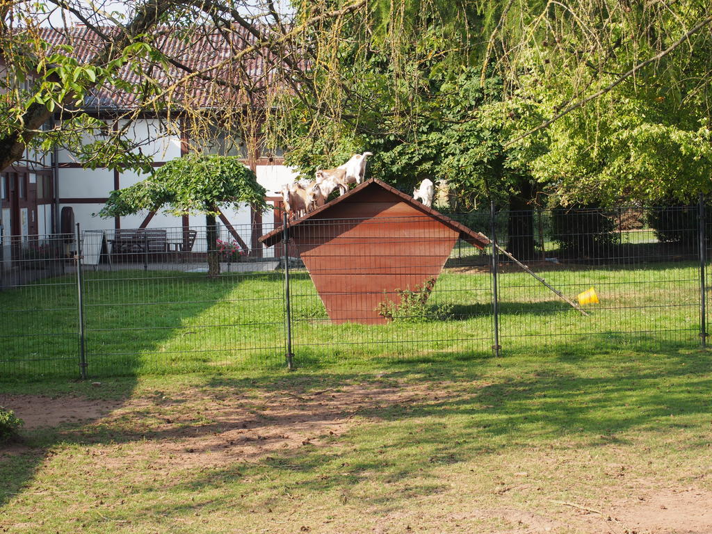Apartamento Gut Dankerode Dankerode  Exterior foto